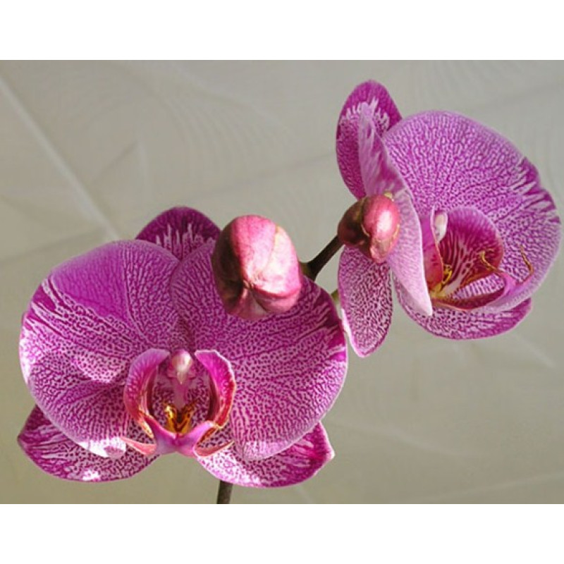 Орхидея Phal. (New Cinderella x Dtps. Sun Prince) Flame - купить